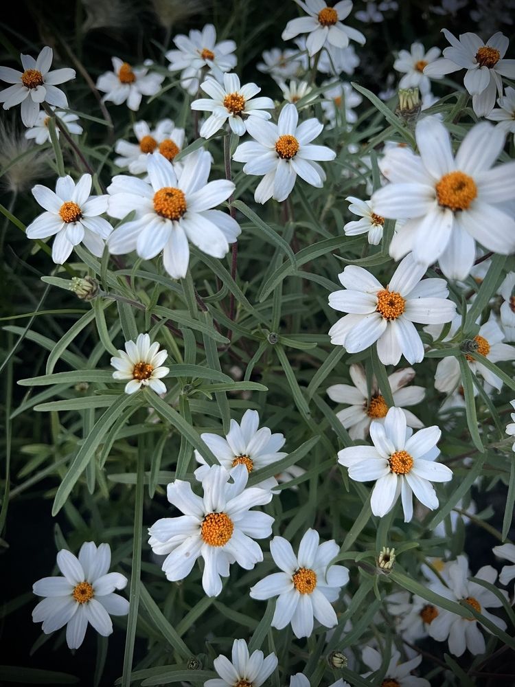 Photograph by Эльвира Егорова