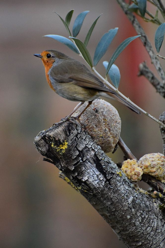 Фотография автора Regina Belomytseva-Dahan