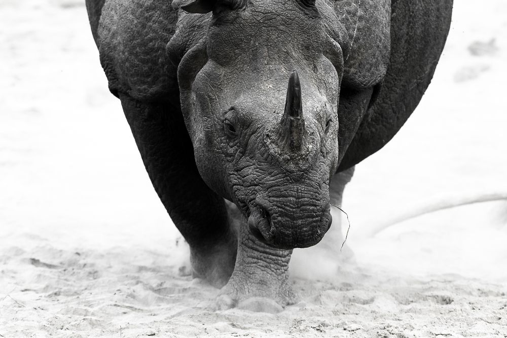 One Horned Rhino - Jaldapara, West Bengal, India