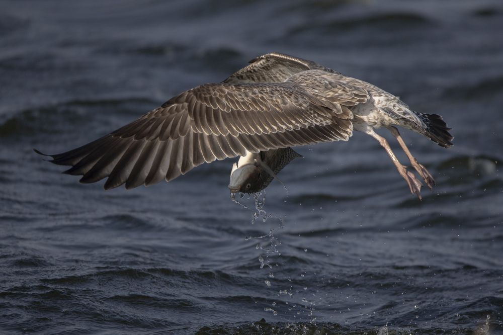 Photograph by רוסלן ברם