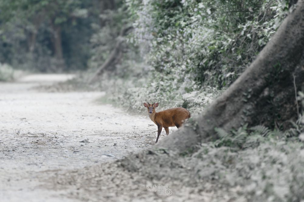 Barking Deer - Kaziranga, Assam, India
