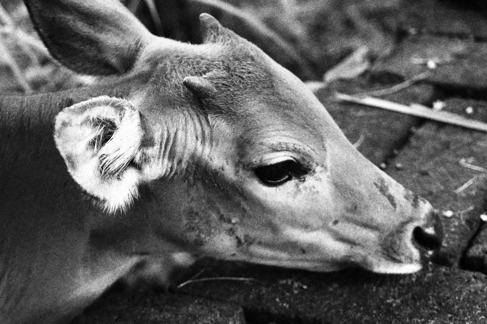 Photograph by Komang Mariono