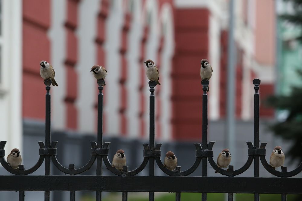 Photograph by Михаил Коршунов