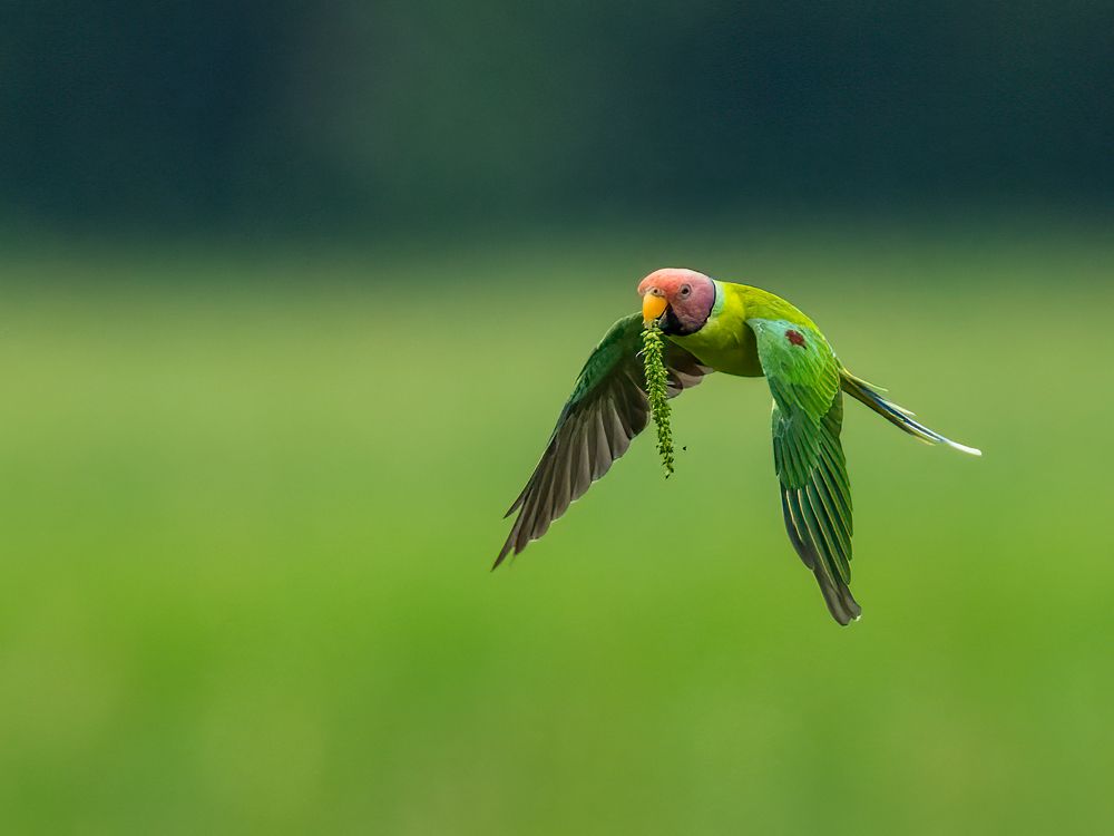 Photograph by Vipin P C