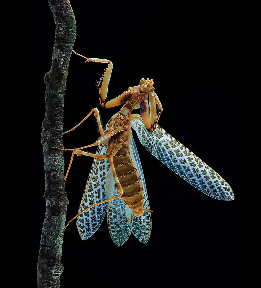 Thistle Mantis - Blepharopsis Mendica