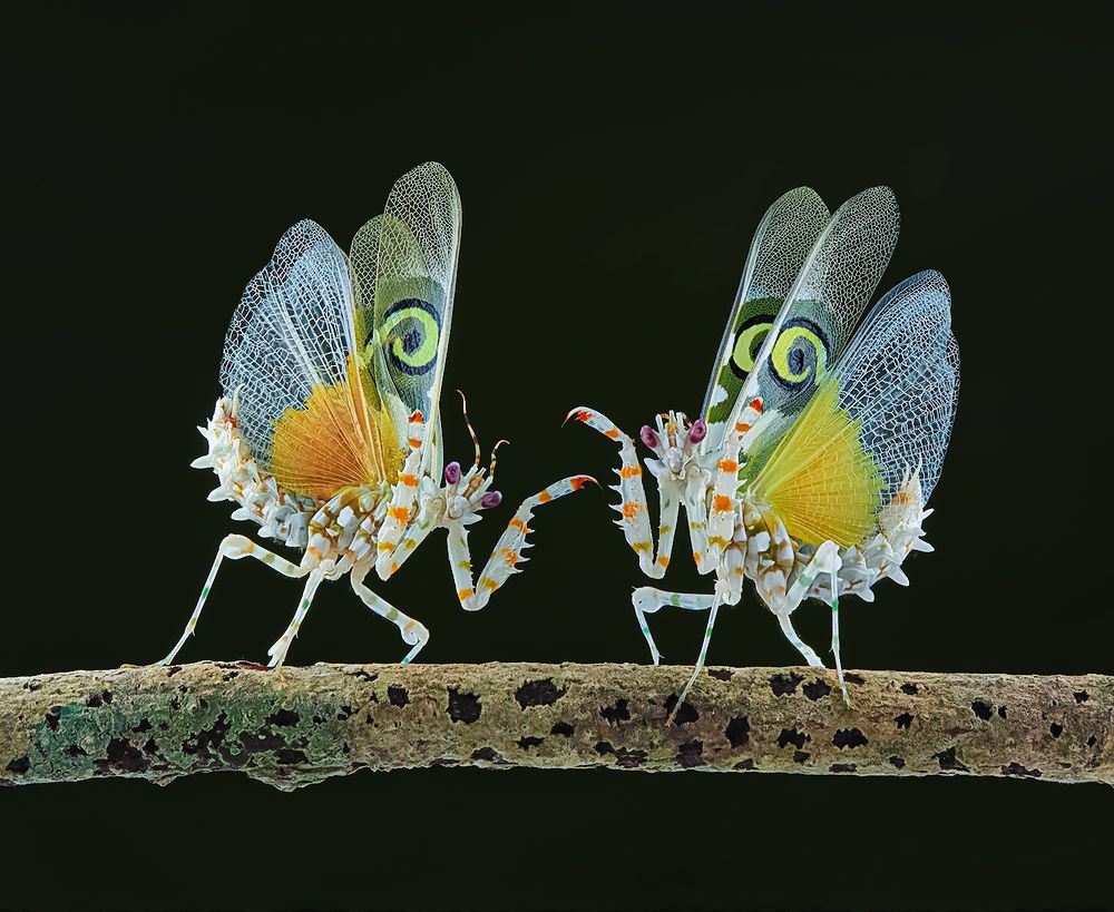 Spiny Flower Mantis - Pseudocreobotra Wahlbergii