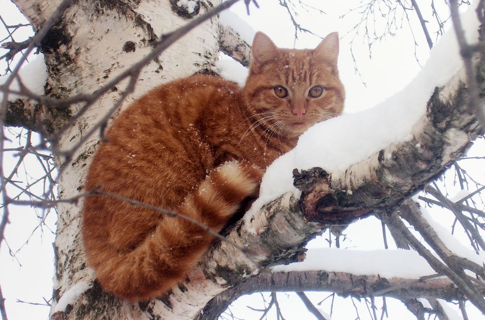 Photograph by Галина Щипакина