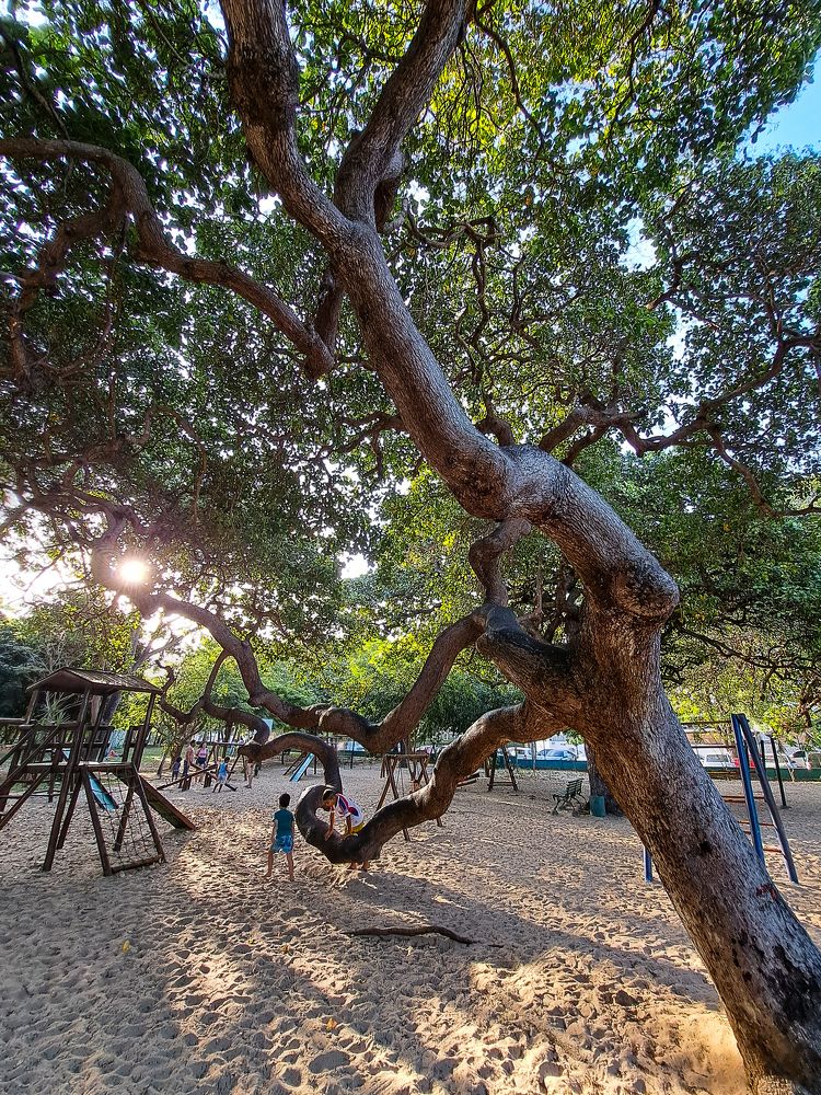 The curious long trunk of the tree in the playground