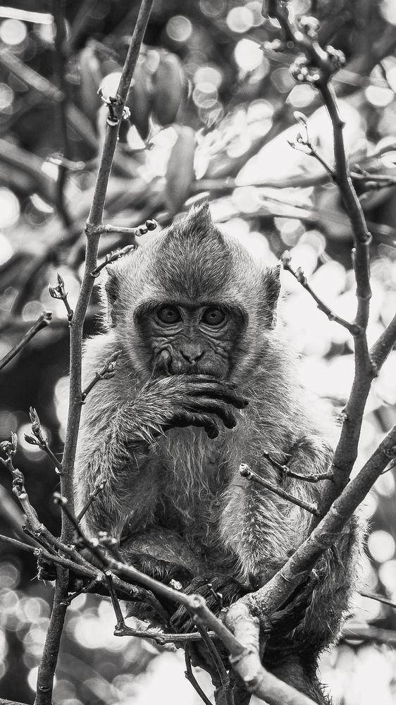 Photograph by Pedro Amaro