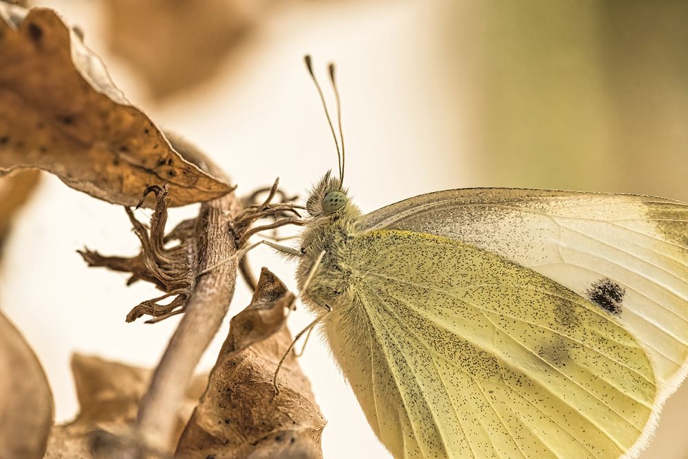 Cabbage white