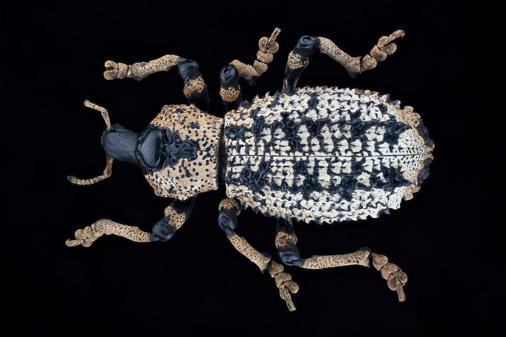 Photograph by Enrico Luzi