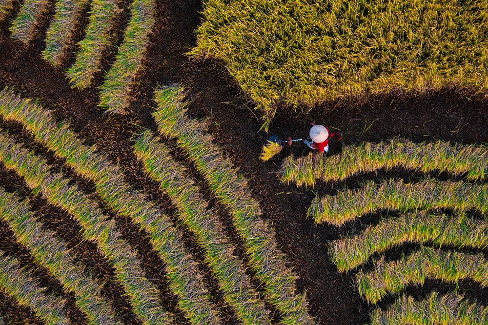 Họa tiết trên đồng lúa