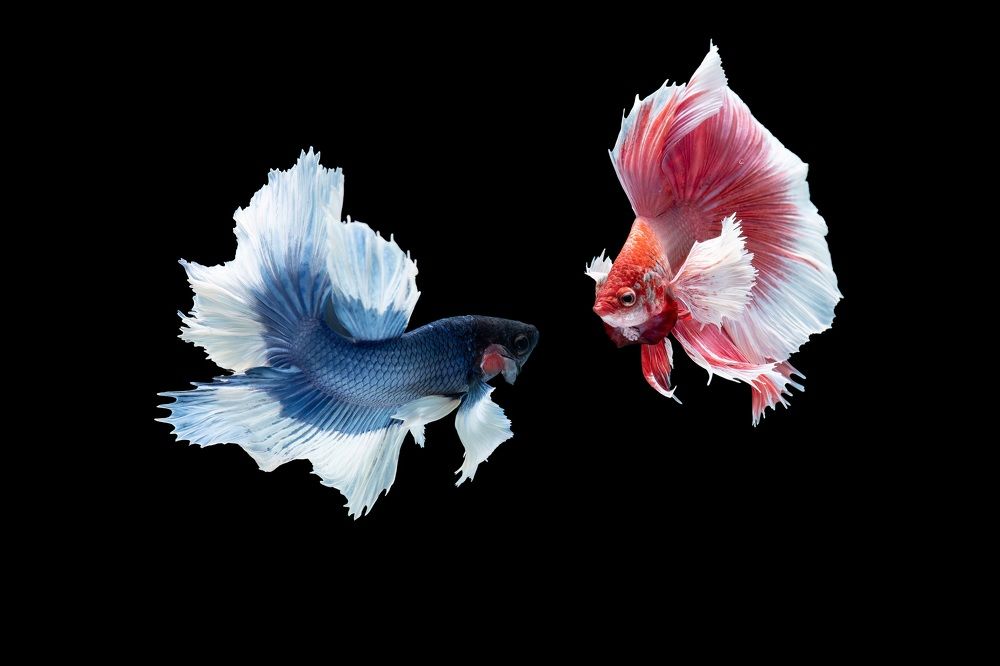 Photograph by Son Giap Hong