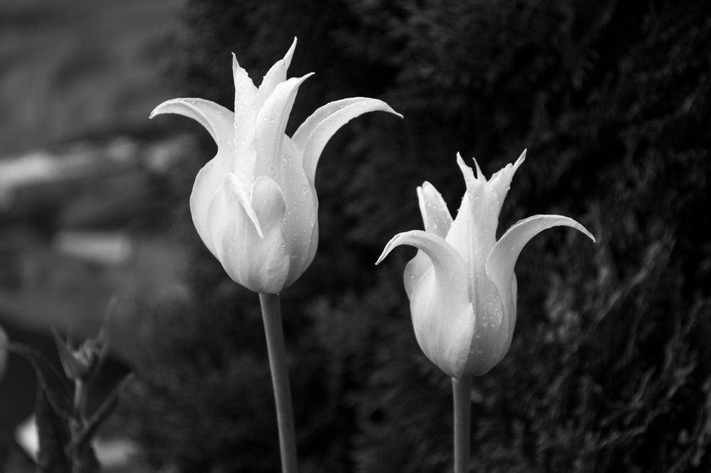 Photograph by Катасонова Мария