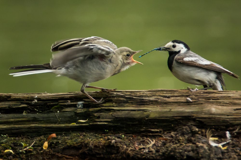 Фотография автора Суслов Дмитрий