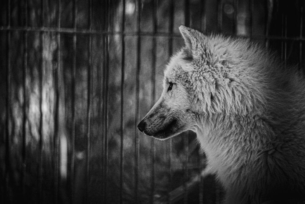 Photograph by Елена Берсенёва