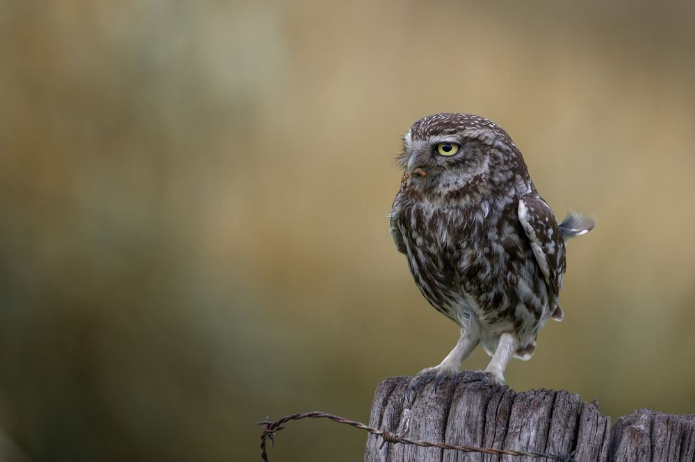 Photograph by Silvia Koopmans