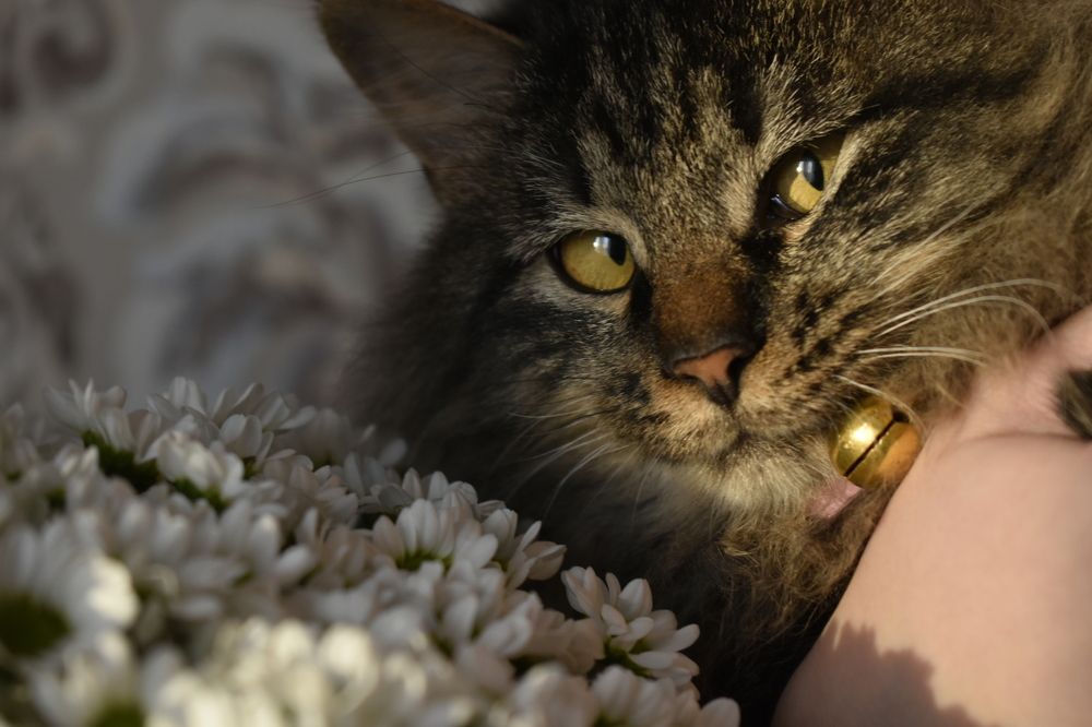 Photograph by Alexandra Kochubey