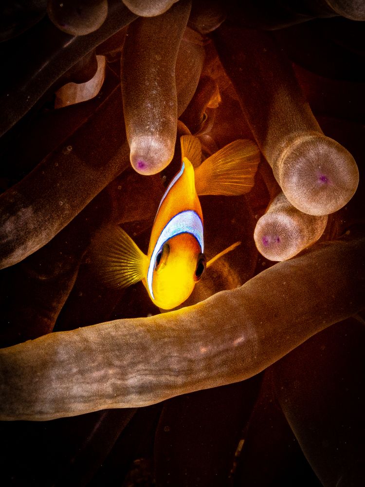 Photograph by Alexander Plakida