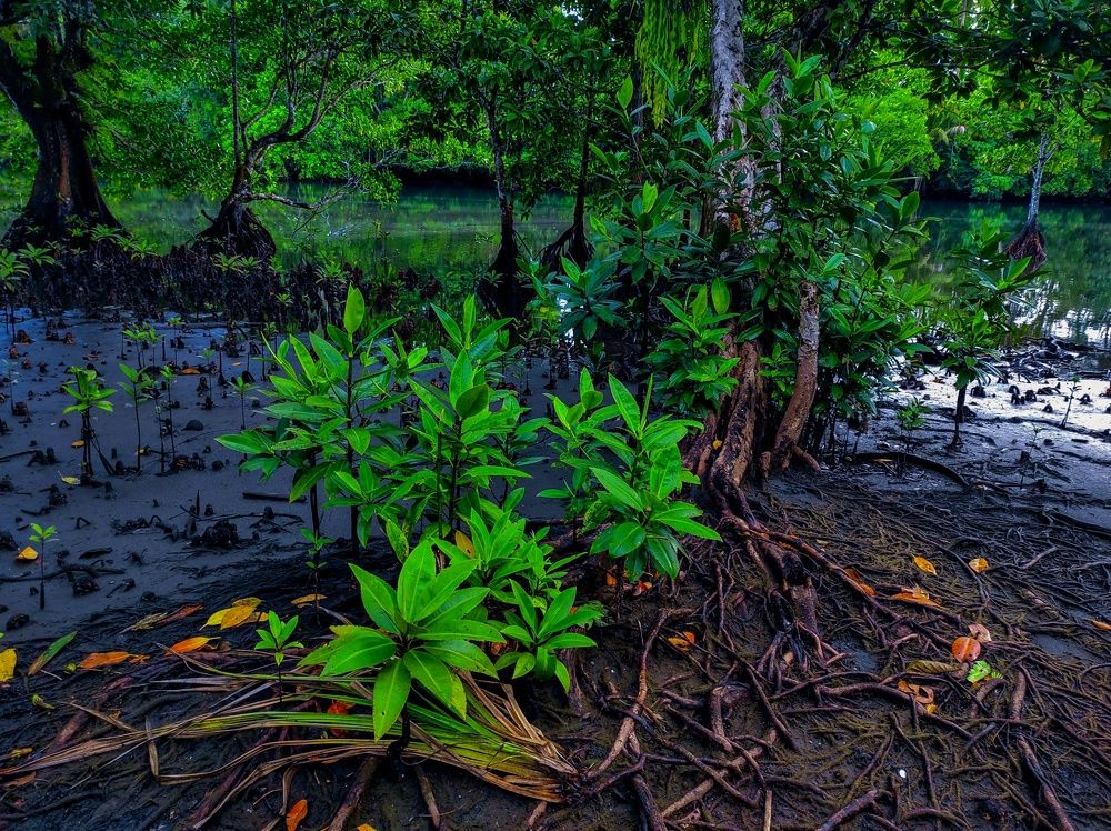 Mangrove conservation