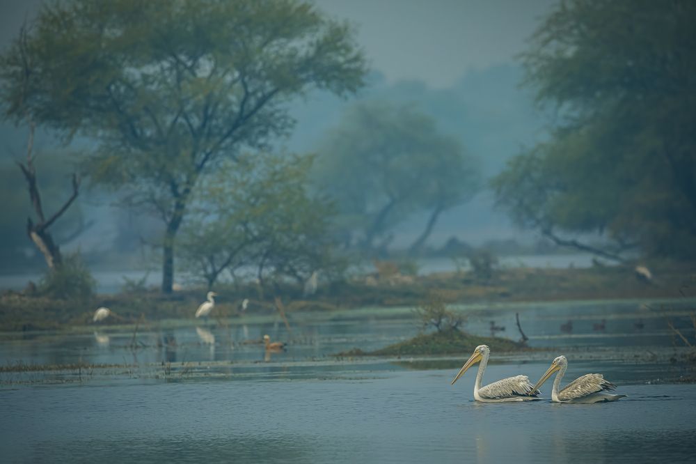 Фотография автора Ashok Behera