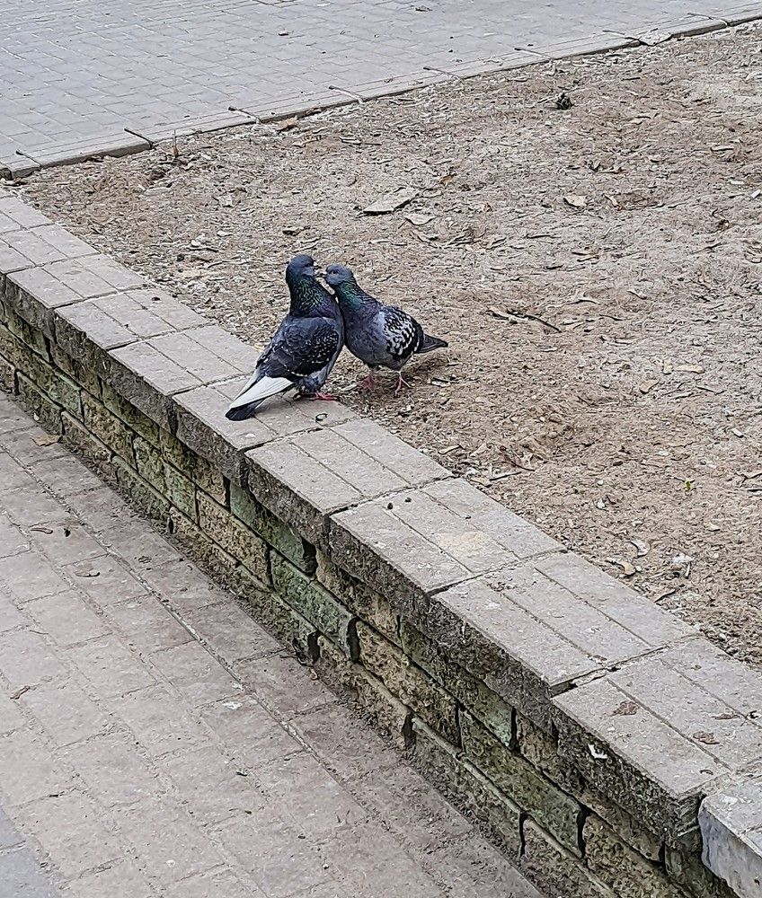 Влюблённые.