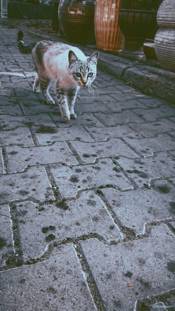 Photograph by ahmed nour