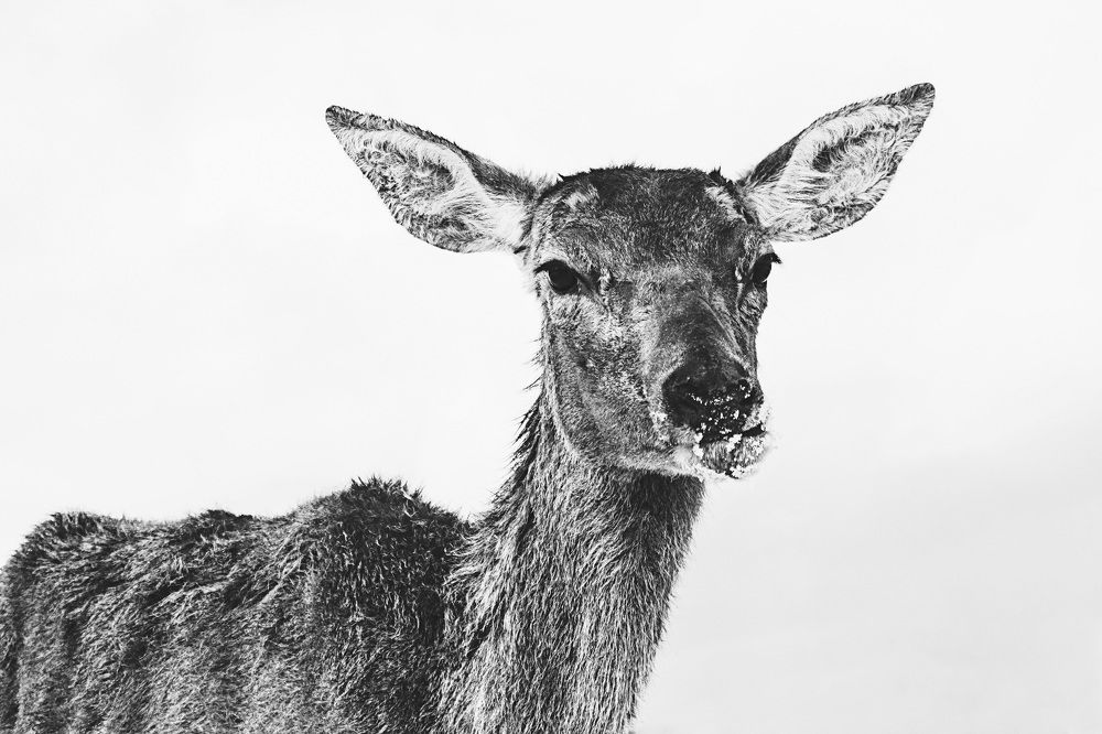 Photograph by Pearliqueur