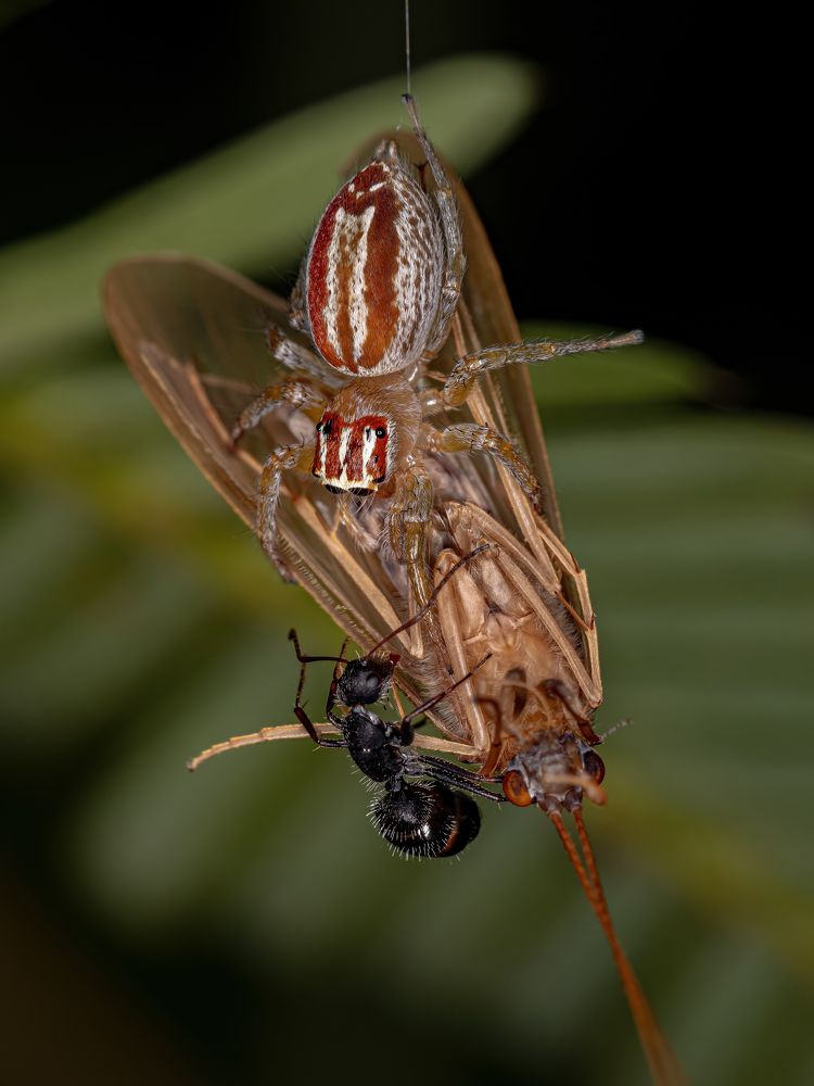 Photograph by Vinícius Souza