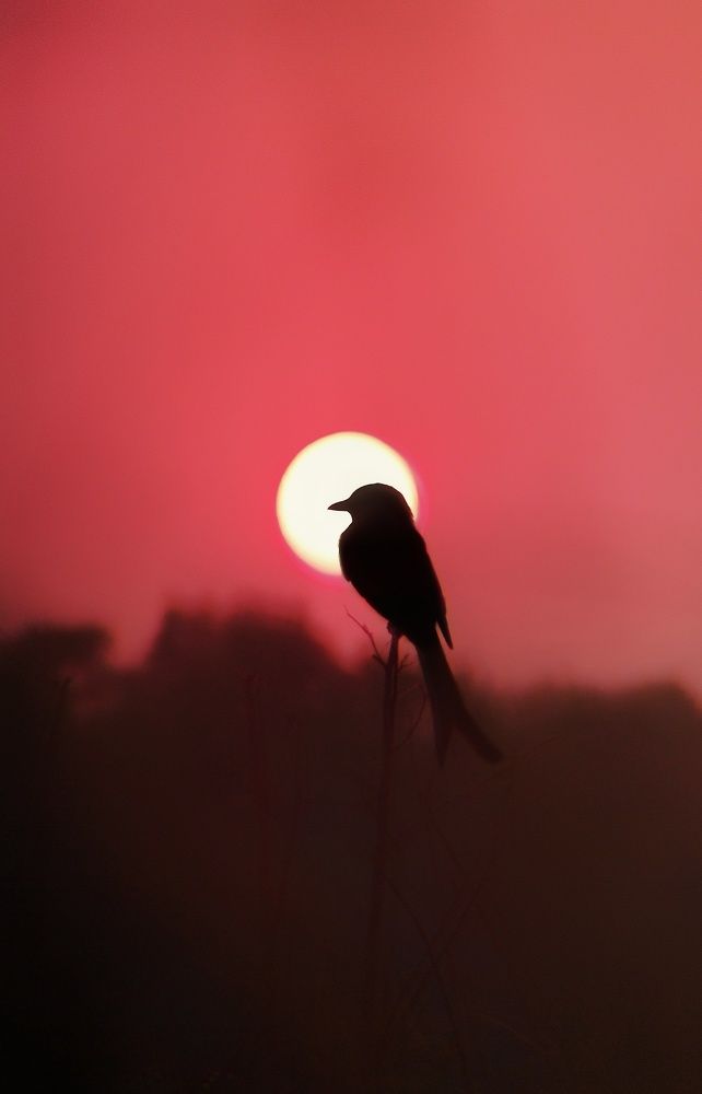 Photograph by Shubhadip Das