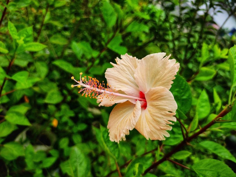 Hibiscus rosa-sinensis