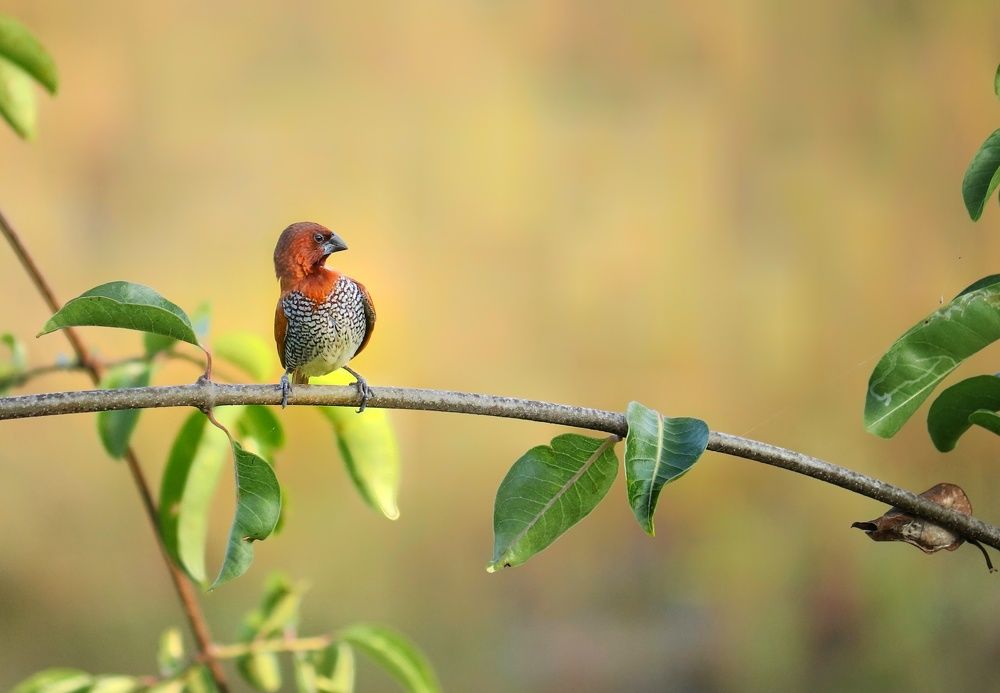 Photograph by Yogesh Lalbegi