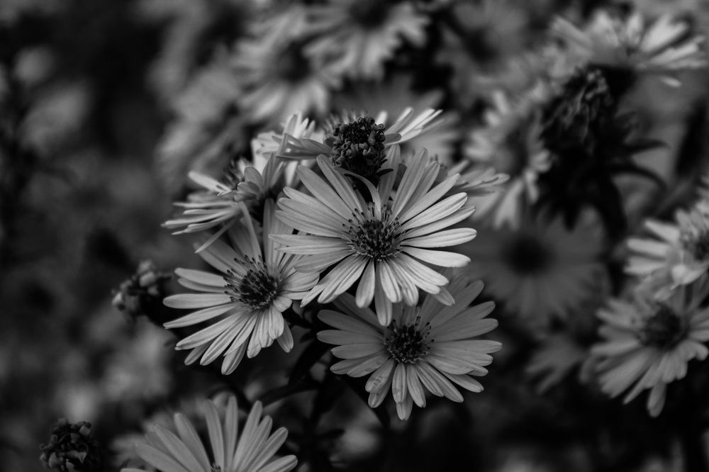 Photograph by Ирина Дмитриенко