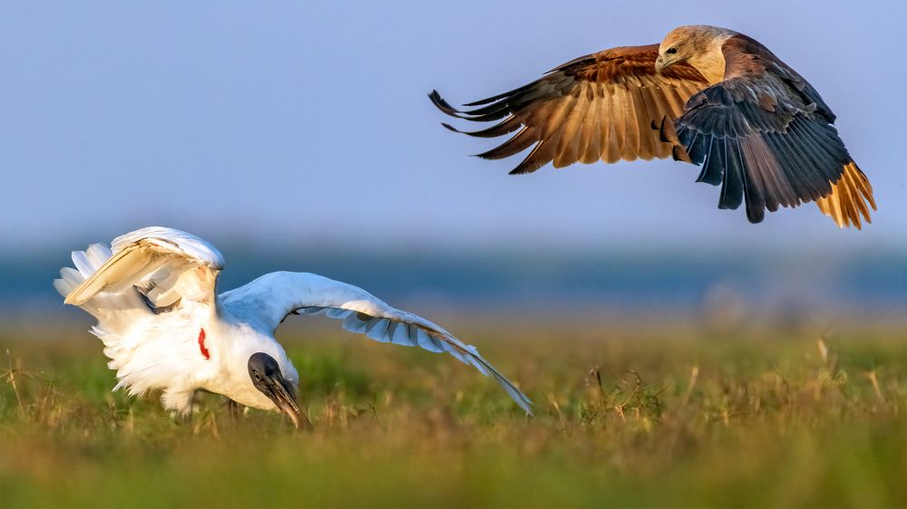 Brahminy kite looks at the prey of the Ibis, while the Black-headed ibis protects its prey from the Brahminy kite.