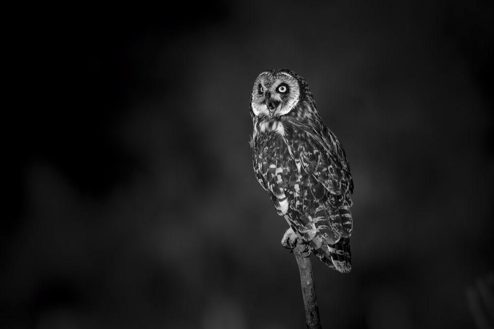 Photograph by André Inidio