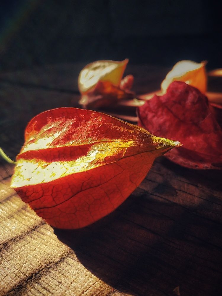 Photograph by Irina Grass