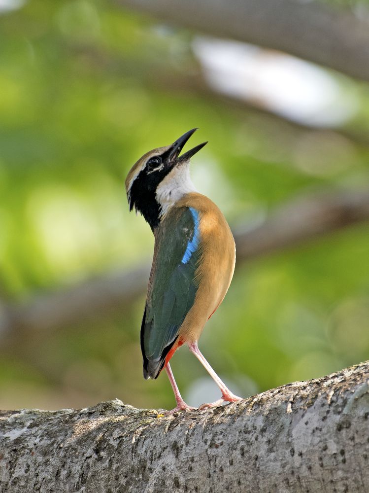 Photograph by Angshuman Mitra