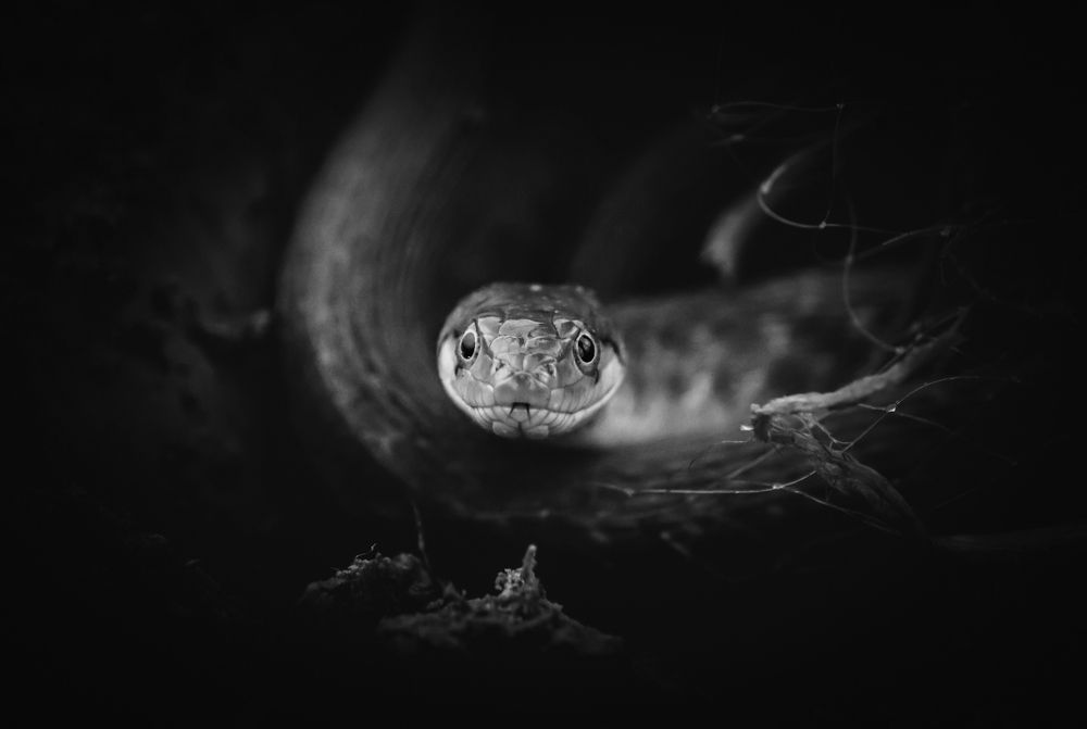 Photograph by Jahid Siddiqui