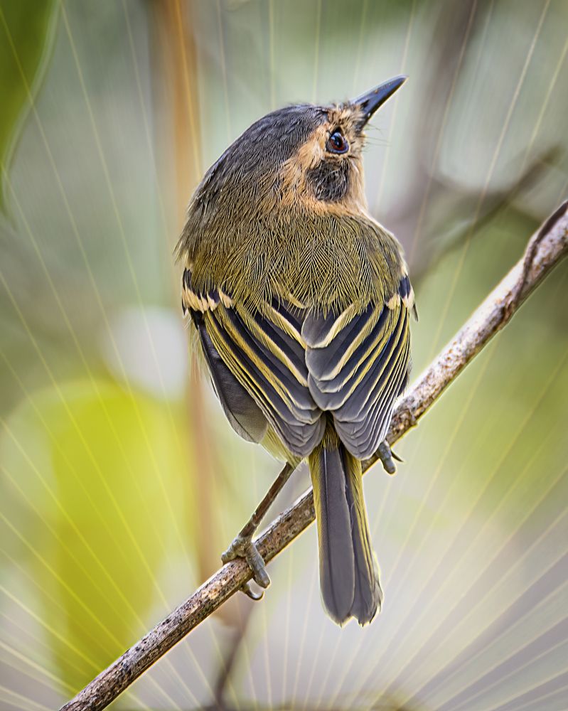 Photograph by Joao R Cortez