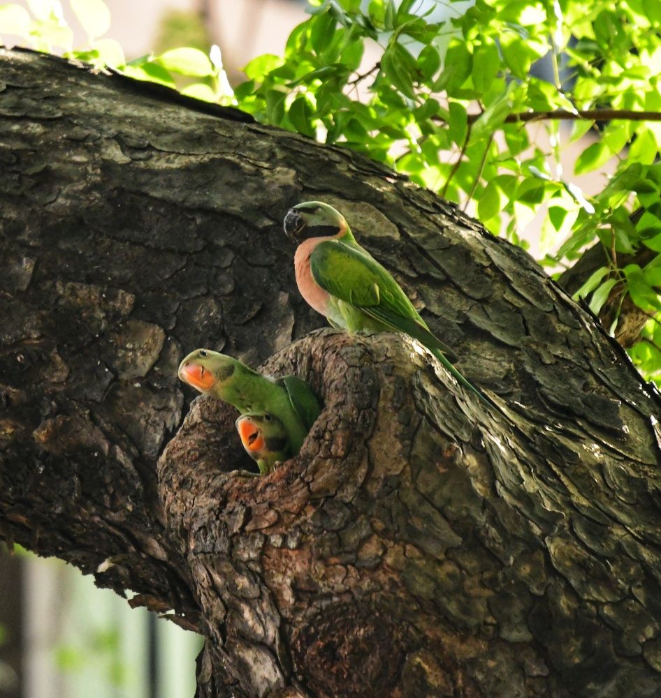 Proud mother protecting her chiks......