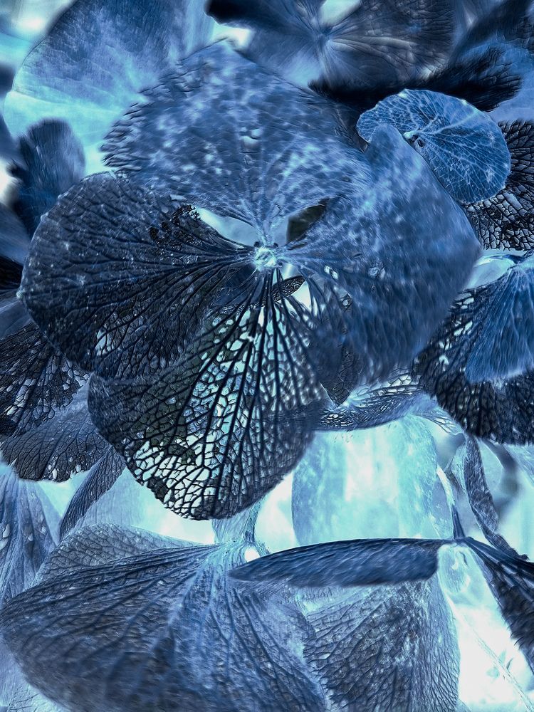 Photograph by Hanna Bourne