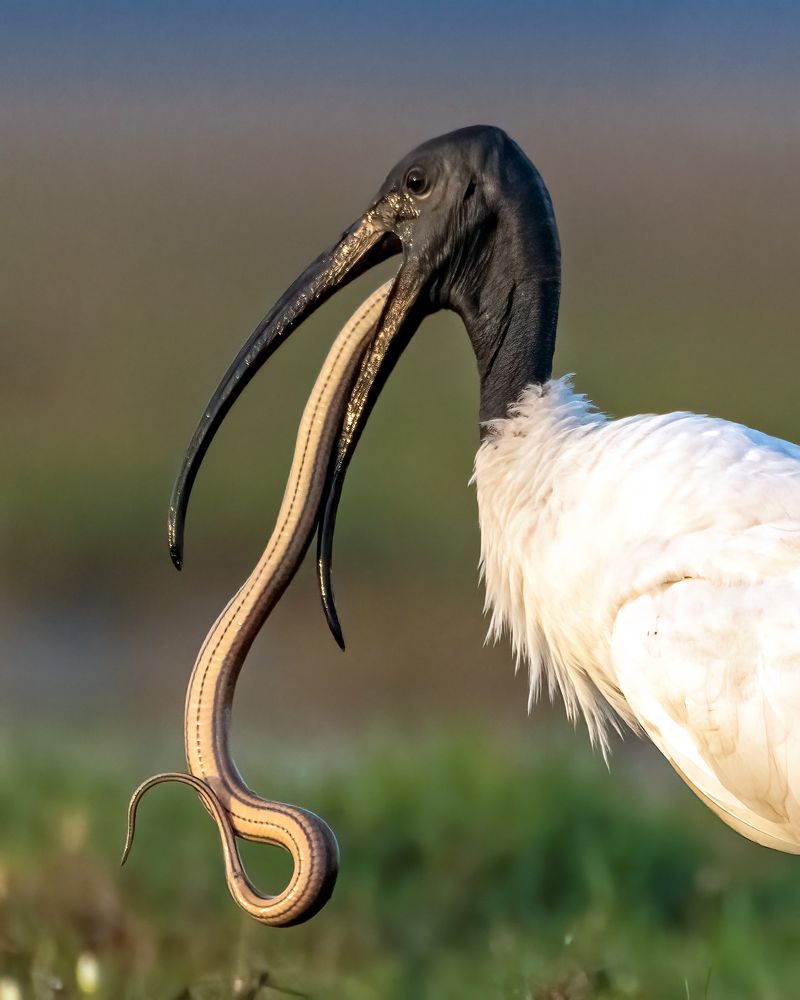 Photograph by Sourav Ganguli