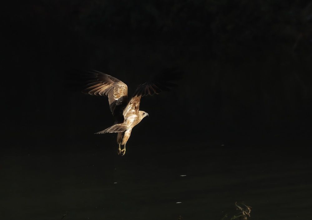 Photograph by prabhakar Gujjarappa