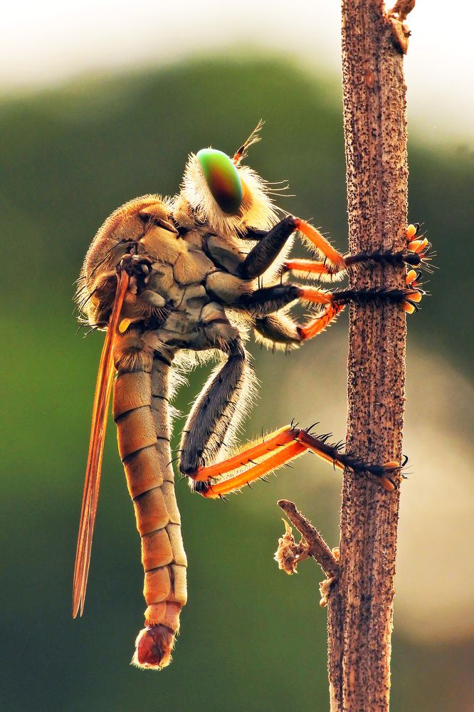 King of Robberfly