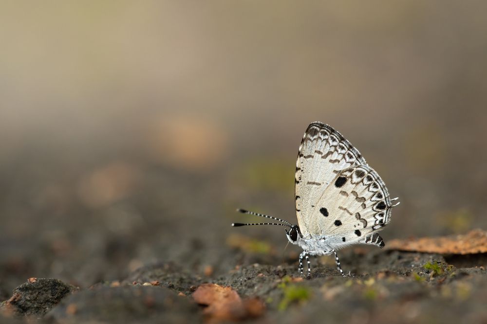 Photograph by HR Tso