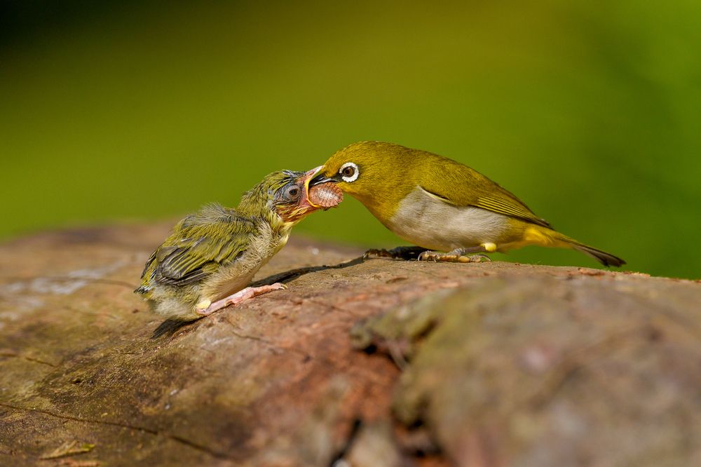 Photograph by Mohan raj