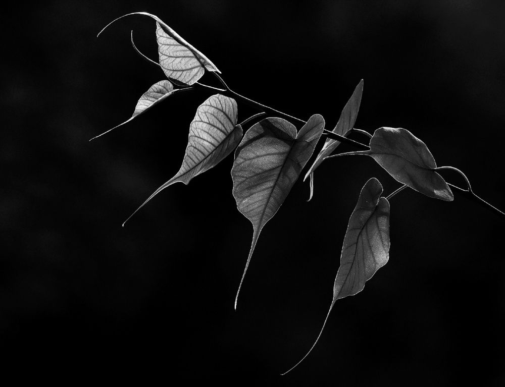 Photograph by prabhakar Gujjarappa