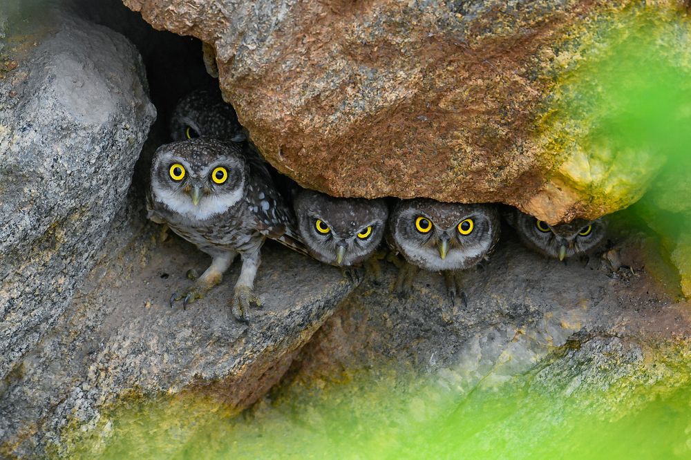 Photograph by Mohan raj