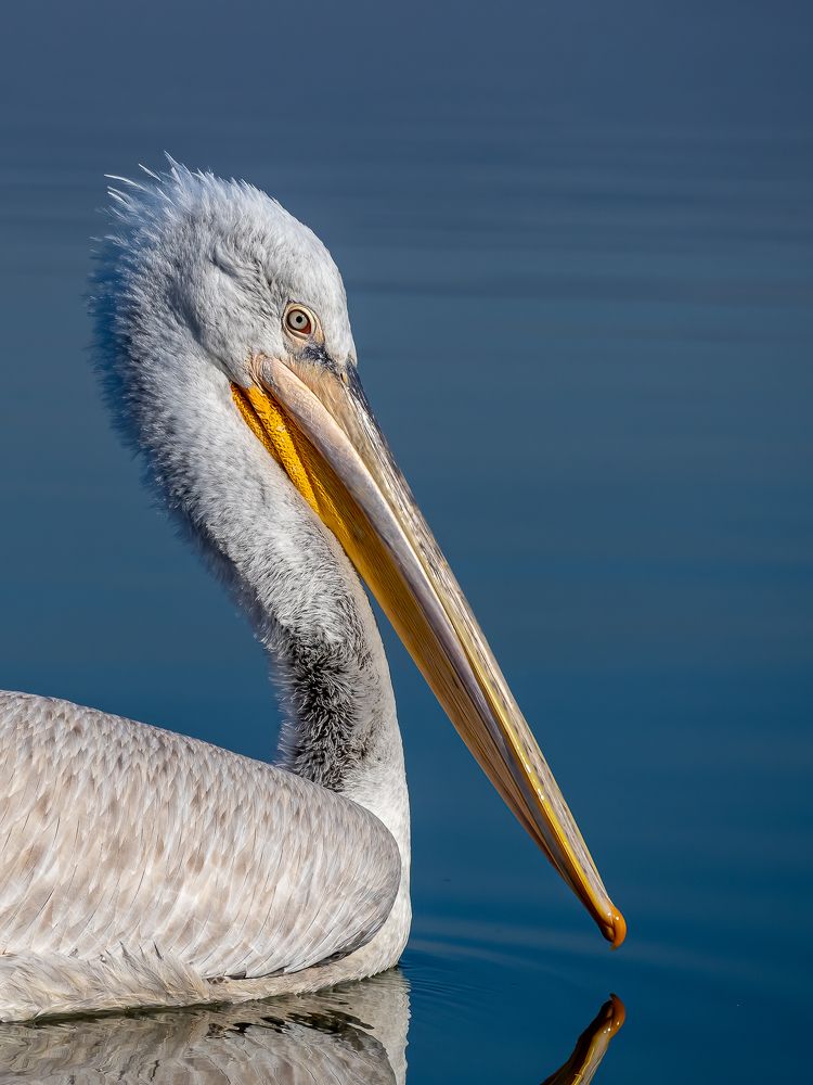 Photograph by Слави Котаров