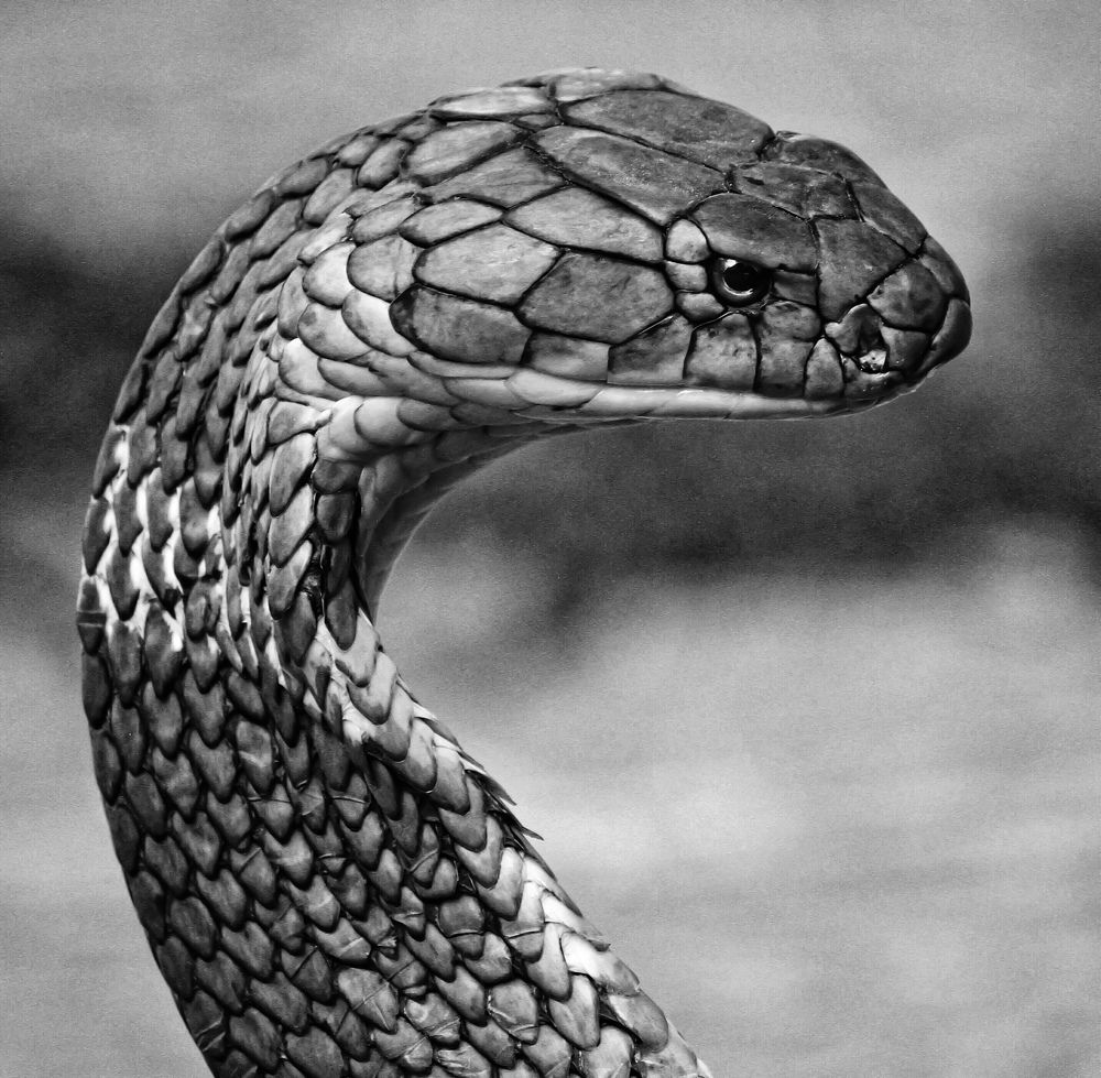 Photograph by prabhakar Gujjarappa